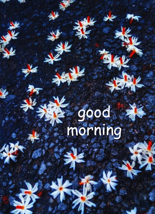good morning jasmine images hd