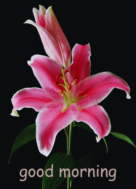 good morning lily flowers gif