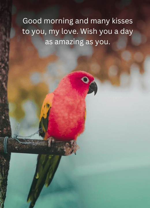 good morning messages with birds images