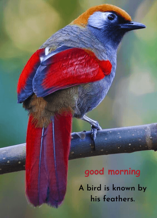 good morning quotes with birds images
