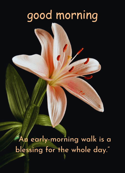good morning quotes with lily flowers