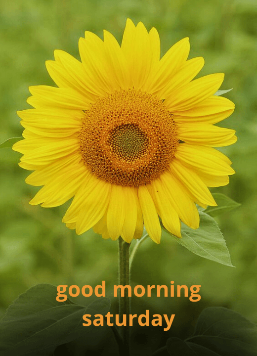 good morning saturday sunflower images