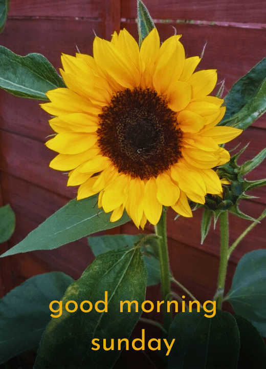 good morning sunday sunflower images