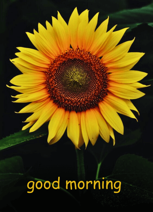 good morning sunflower images hd