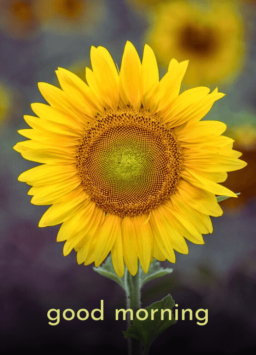 good morning sunflower pics