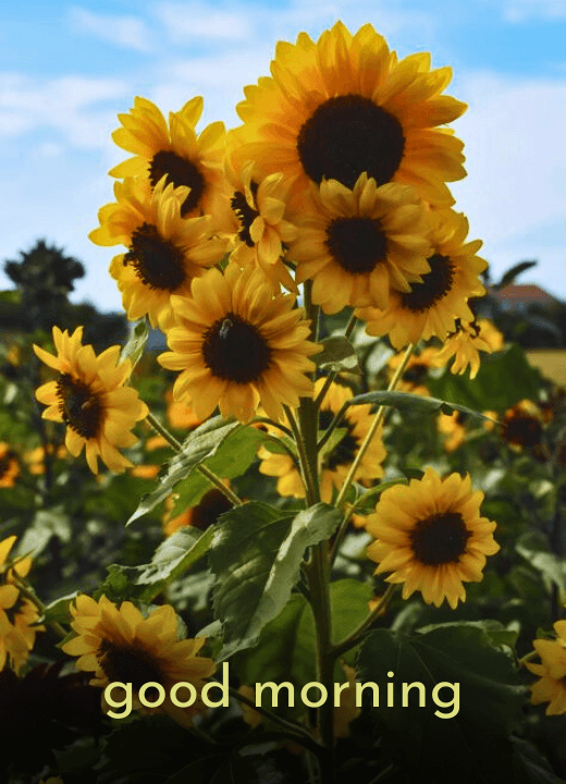 good morning sunflower pictures