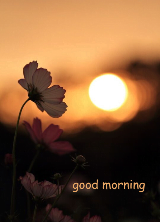 good morning sunrise flowers