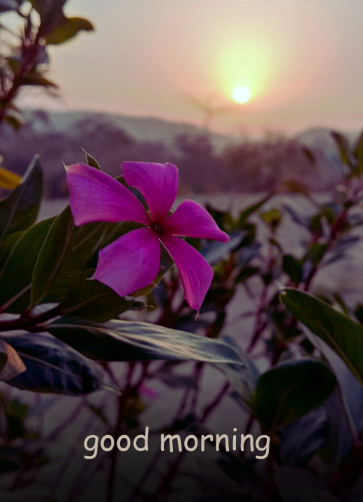 good morning sunrise images with flowers