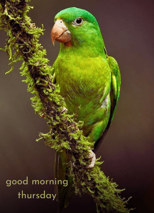 good morning thursday birds images