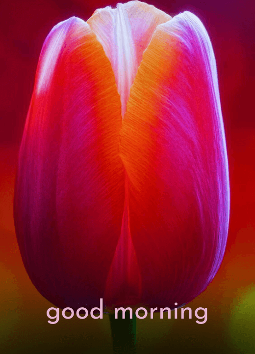 good morning tulip flower images