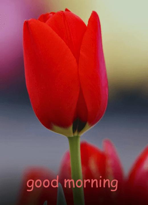 good morning tulip images
