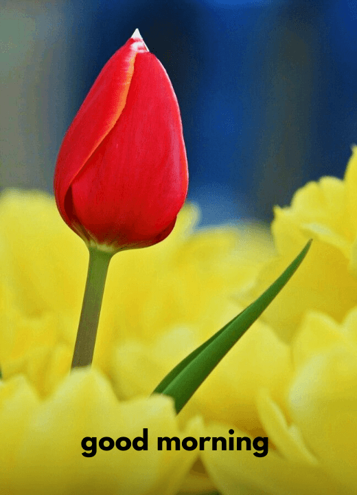 good morning tulips pictures