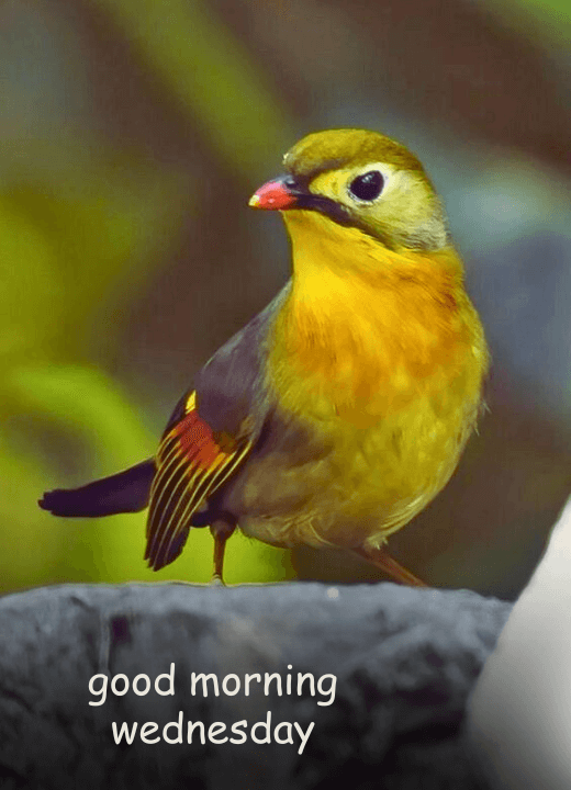 good morning wednesday birds images