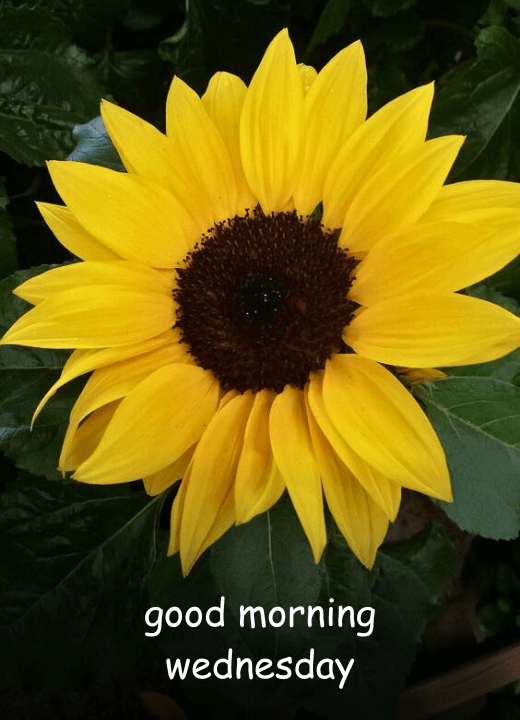 good morning wednesday sunflower images