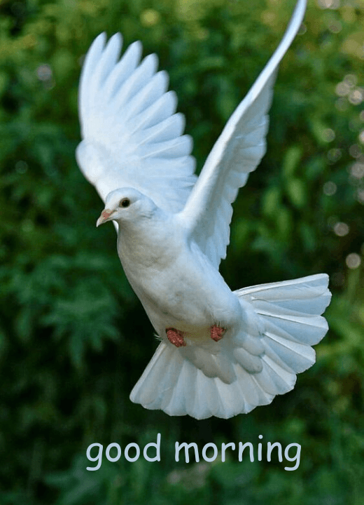 good morning white bird images