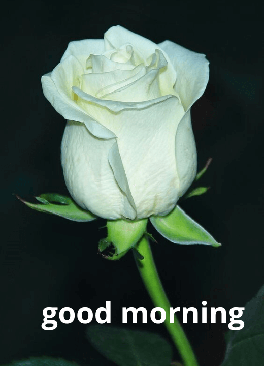 good morning white rose flower images