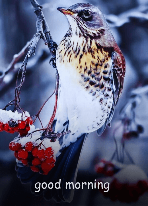 good morning winter birds images