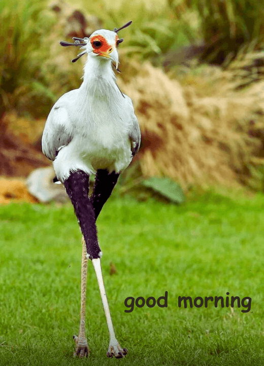good morning wishes birds and garden images