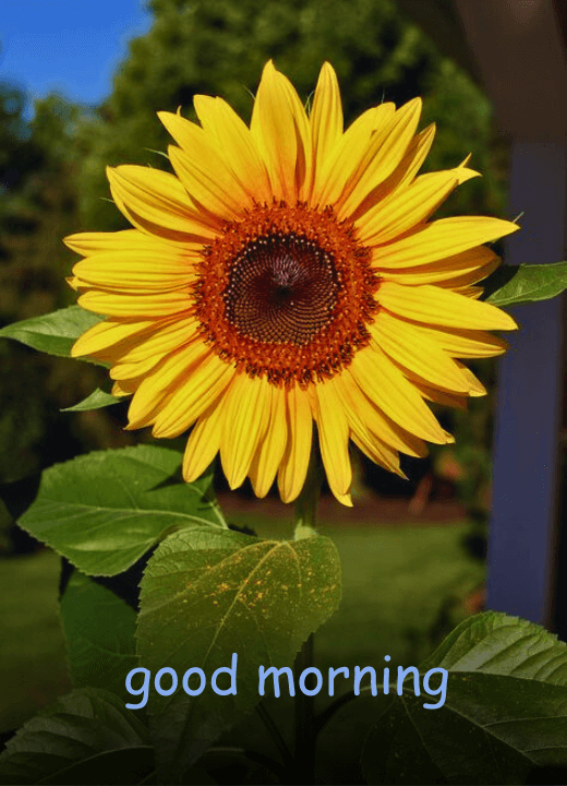 good morning with sunflower images