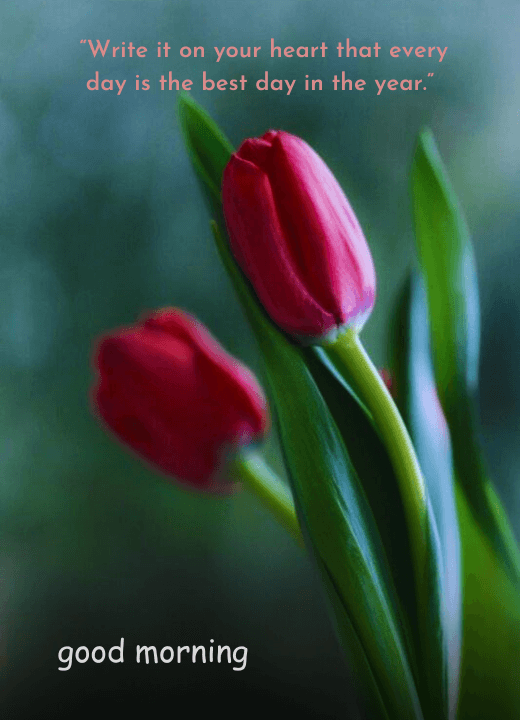 good morning with tulip images