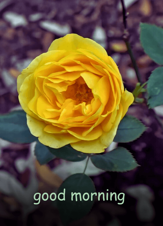 good morning with yellow rose flower