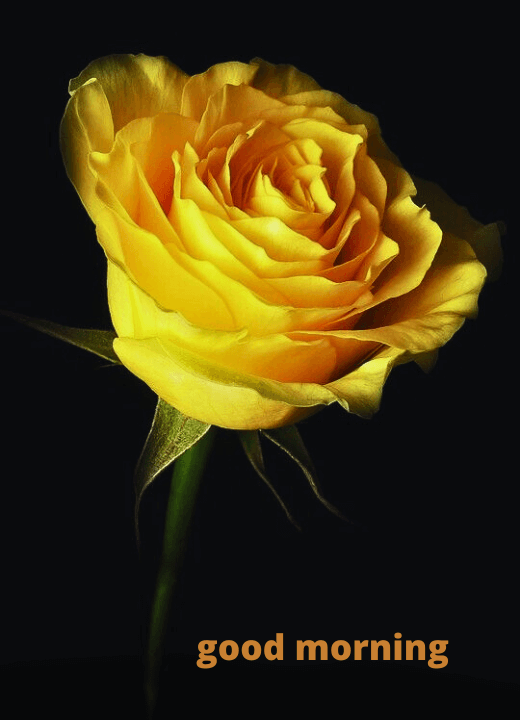 good morning with yellow roses images