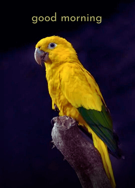 good morning yellow bird images