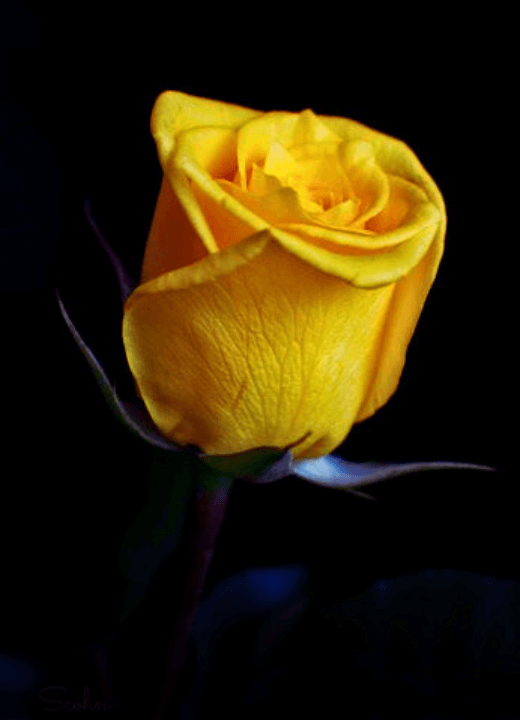 good morning yellow rose gif