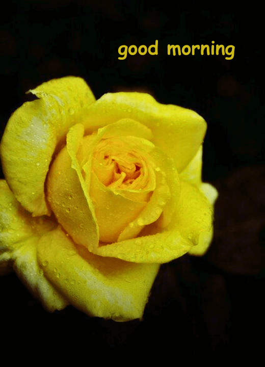 good morning yellow rose images download