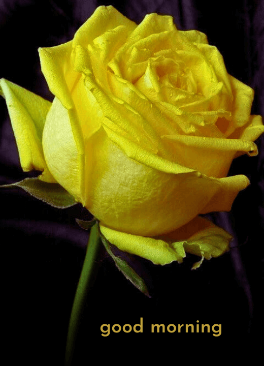good morning yellow rose images