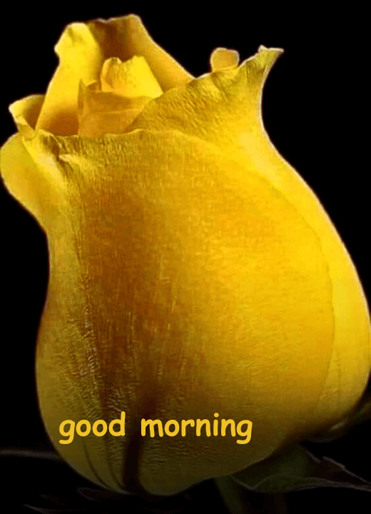 good morning yellow rose pic hd