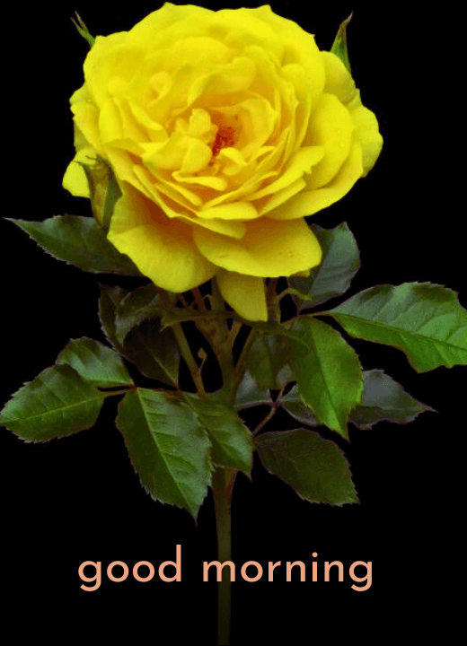 good morning yellow roses pictures