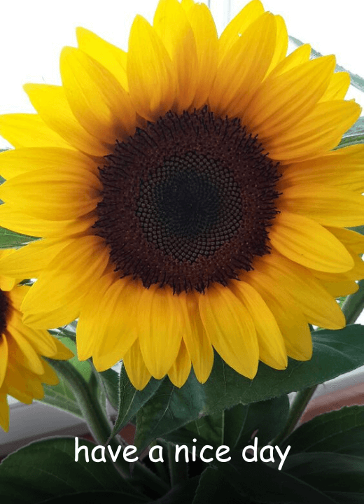 have a nice day sunflower images