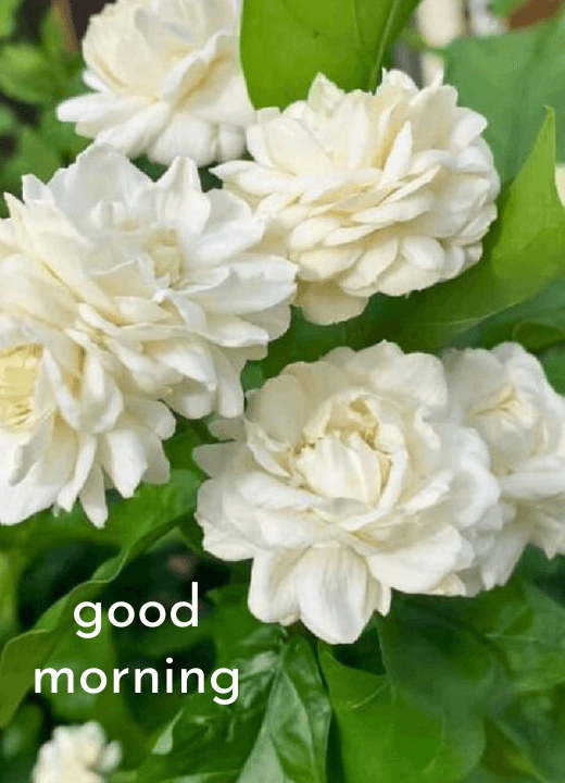 jasmine flower images with good morning