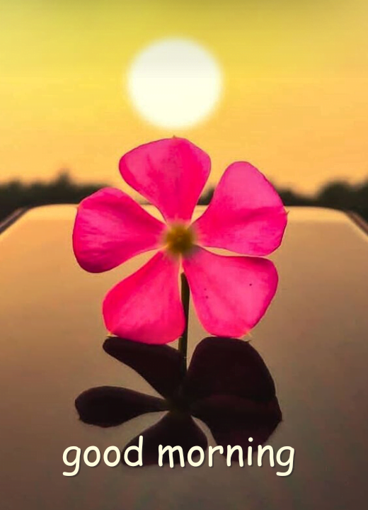 mind blowing early morning sunrise images with flowers