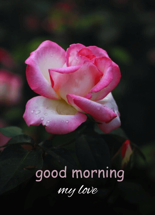 romantic good morning images with pink rose