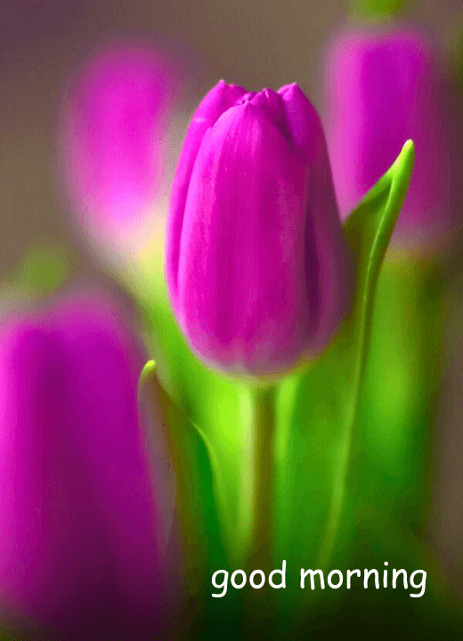 tulip flower good morning images