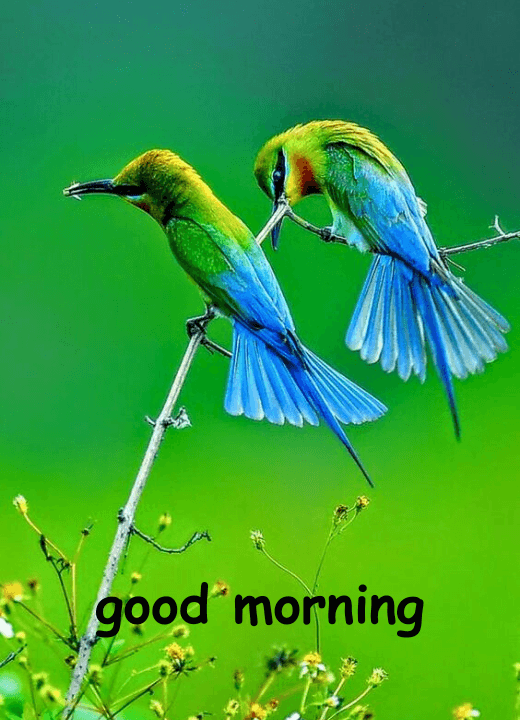 two birds good morning images