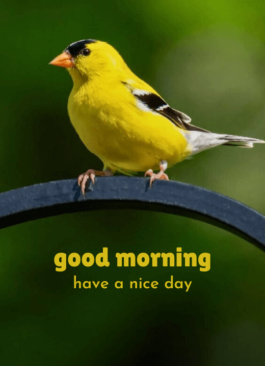 whatsapp good morning images of birds saying