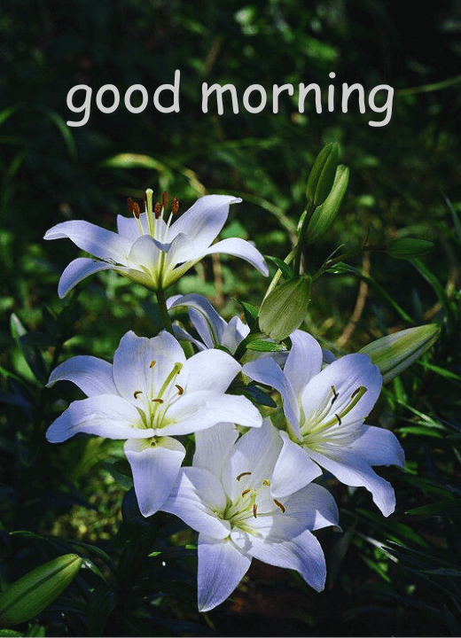 white lily good morning images