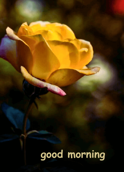 yellow rose flower good morning images