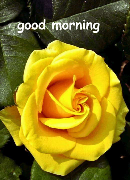 yellow rose good morning hd images