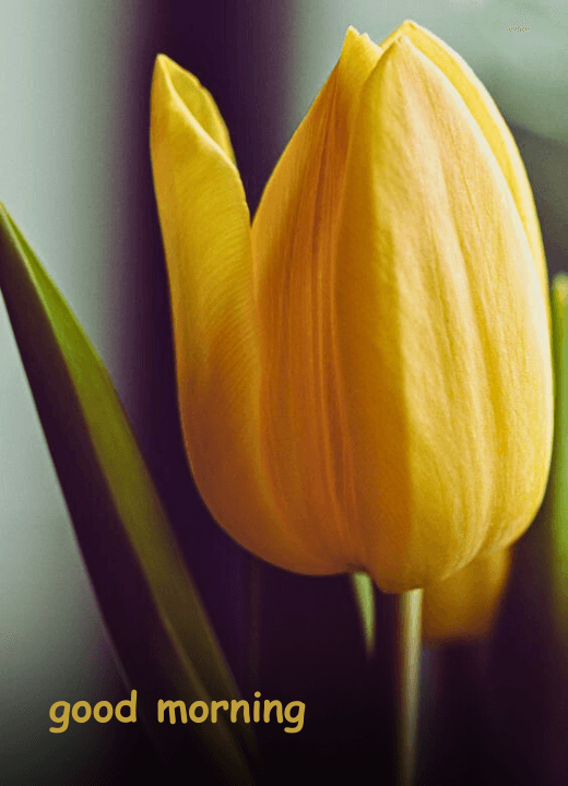 yellow tulips good morning