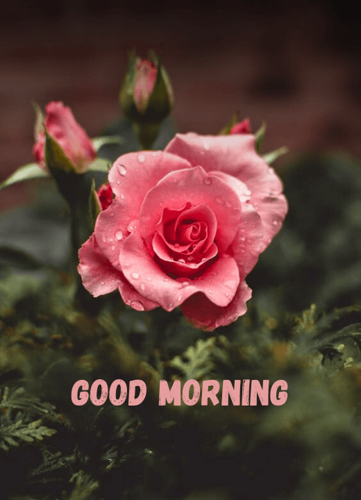 good morning friends rose images