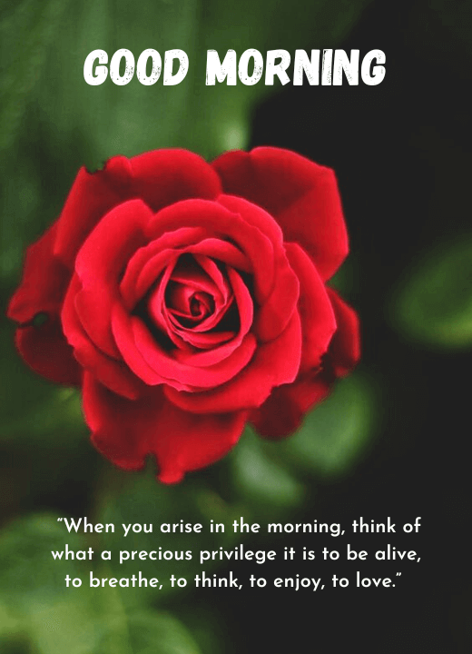 good morning images with rose flowers and quotes