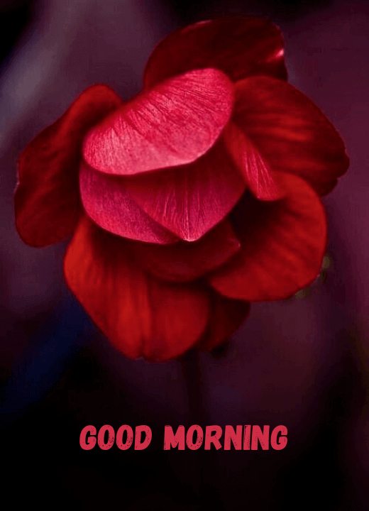 good morning wishes with rose flowers