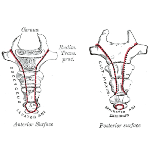 coccyx anatomy images