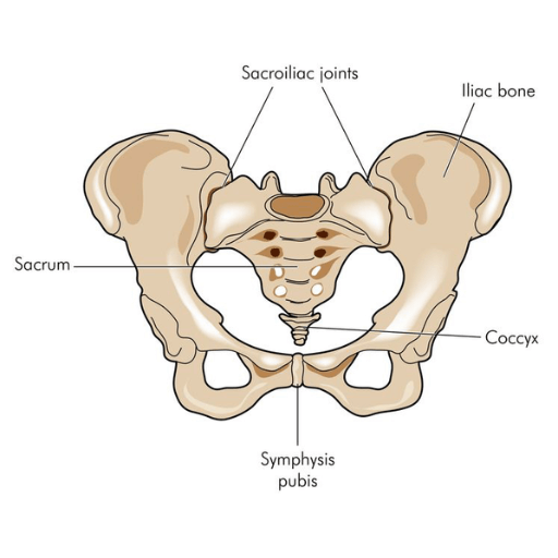 coccyx bone images