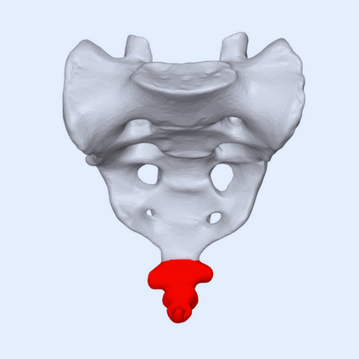 coccyx pic