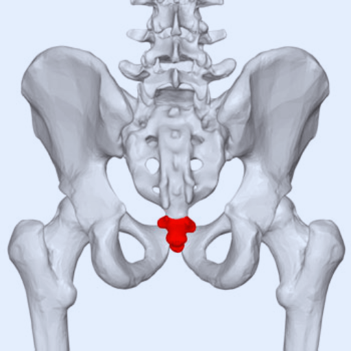 coccyx picture